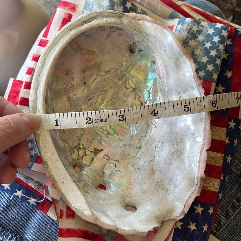 Abalone Sea Shell - Picture 3 of 9